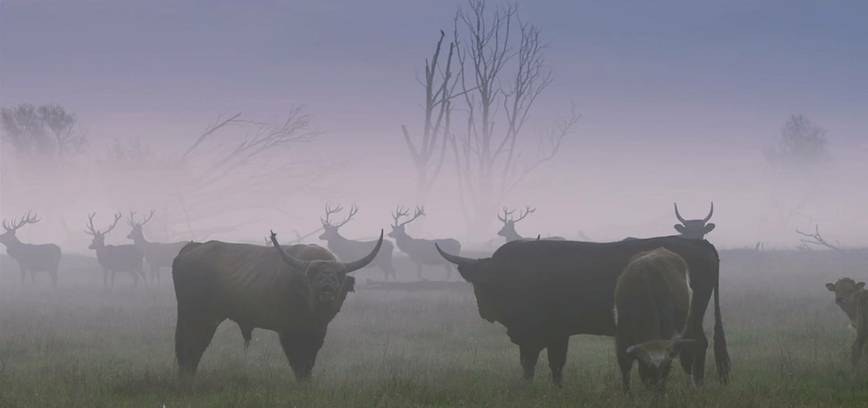Nemokama dokumentinio filmo „Sugrįžimas“ peržiūra