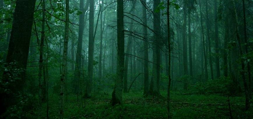 Filmo „Sengirė“ peržiūra