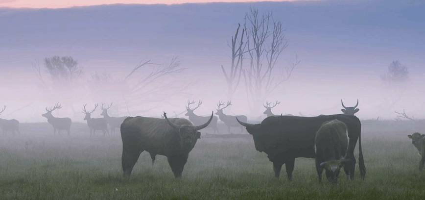 Dokumentinio filmo „Sugrįžimas“ peržiūra