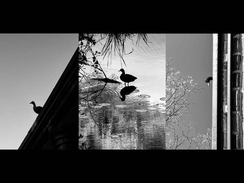 Fotografijos kompozicijos edukacijų ciklas: 10 kompozicijų 1 objektas