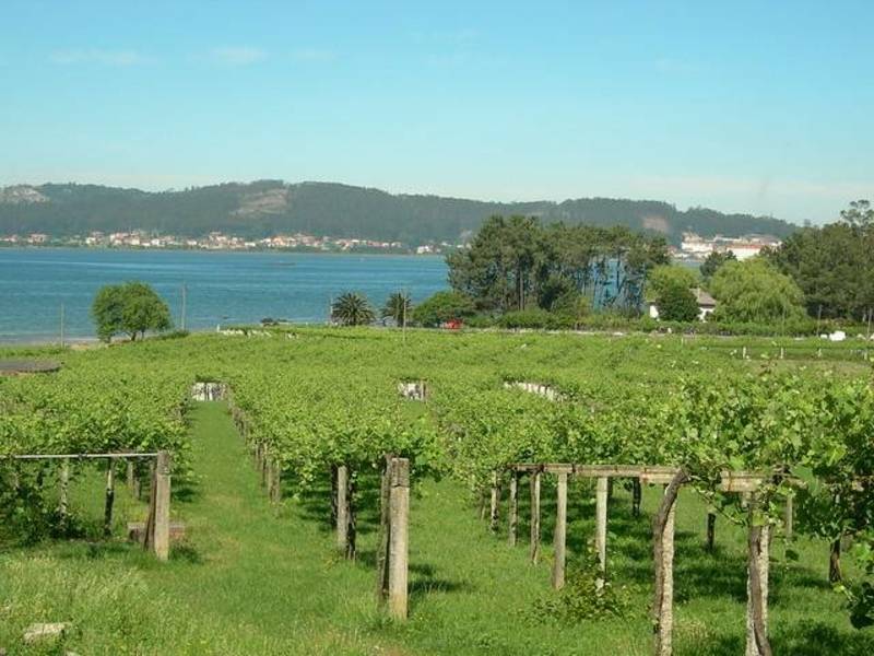 Kelionė vyno taurėje „Vėjų kvepiantis vynas“