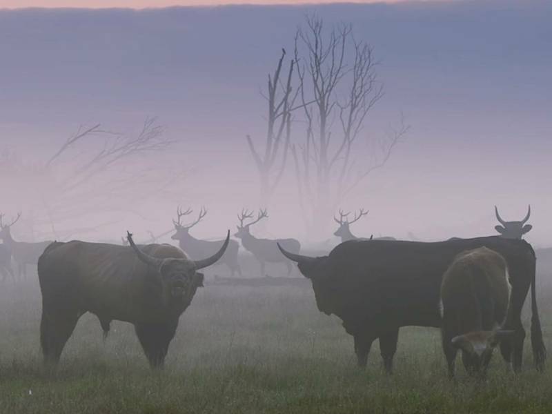 Nemokama dokumentinio filmo „Sugrįžimas“ peržiūra