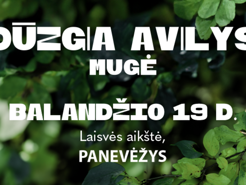 DŪZGIA AVILYS Panevėžyje