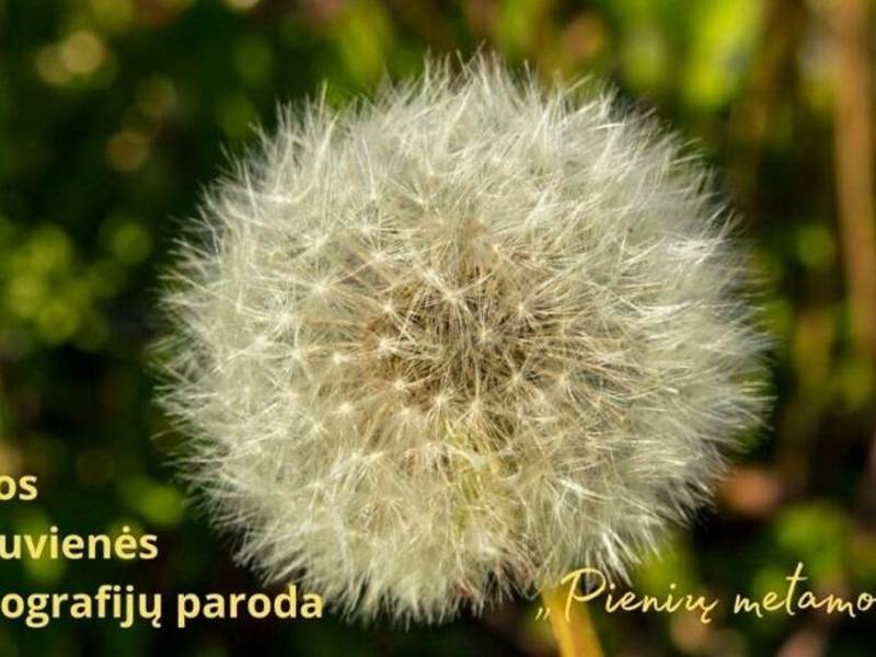 Panevėžio TAU lankytojos Liucijos Samkuvienės mobilografijų paroda „Pienių metamorfozė“