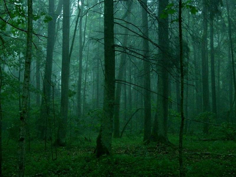 Filmo „Sengirė“ peržiūra