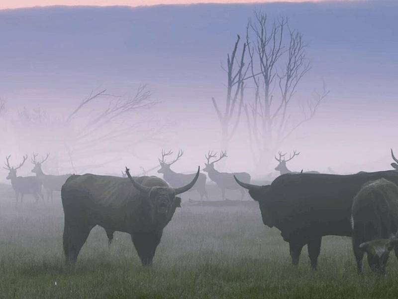 Dokumentinio filmo „Sugrįžimas“ peržiūra